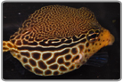 Scribbled Boxfish - Female
